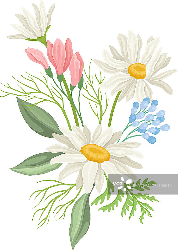 雏菊花田野洋甘菊图片素材