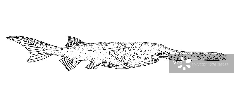 匙吻鲟黑色手绘轮廓图片素材