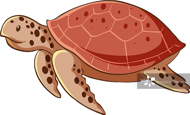 白色背景上的海龟图片素材