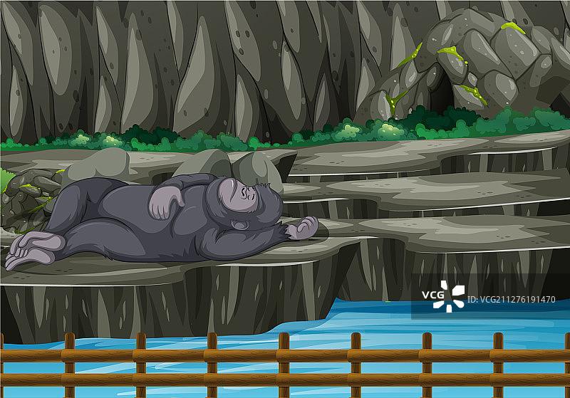 动物园里的猩猩场景图片素材