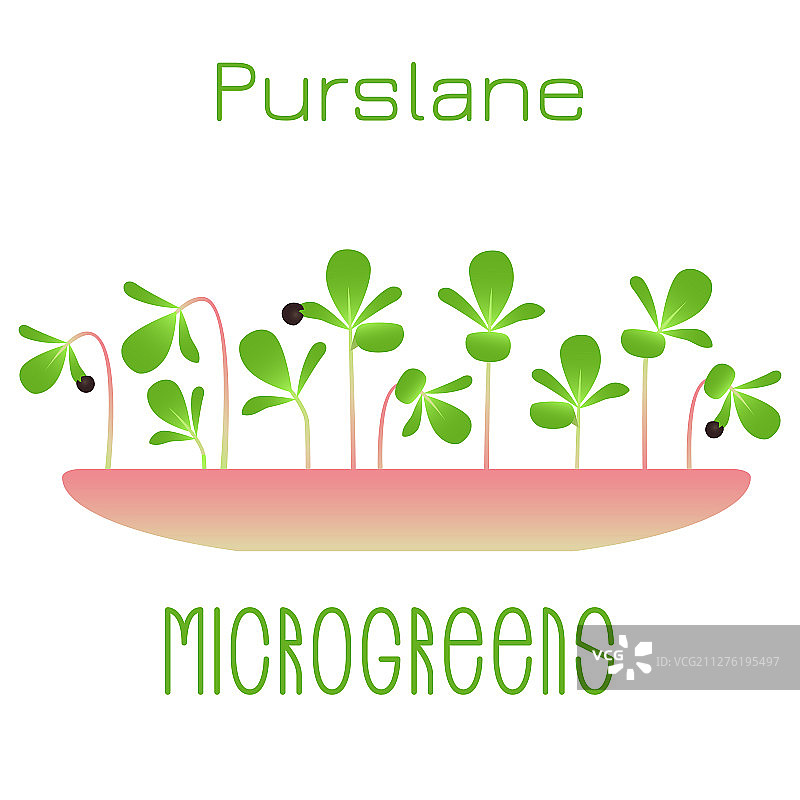 碗中发芽的微型马齿苋苗图片素材