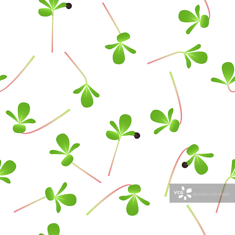 马齿苋苗种子图片素材