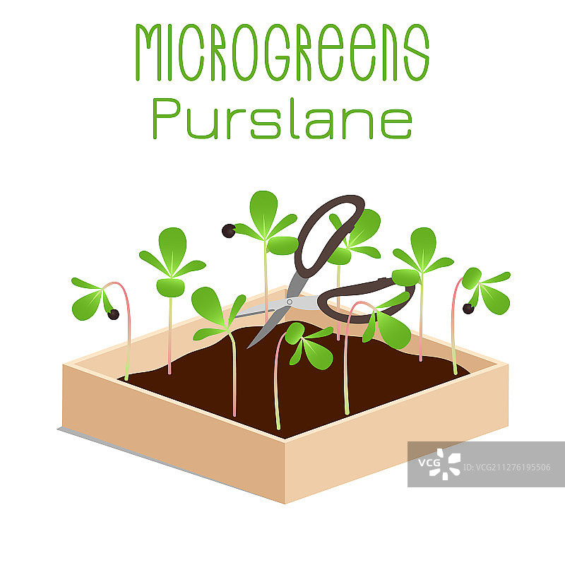 碗中发芽的微型马齿苋苗图片素材