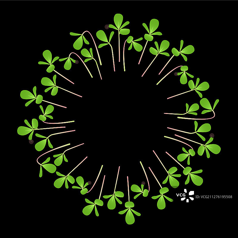 白色圆圈排列的萝卜苗菜马齿苋图片素材