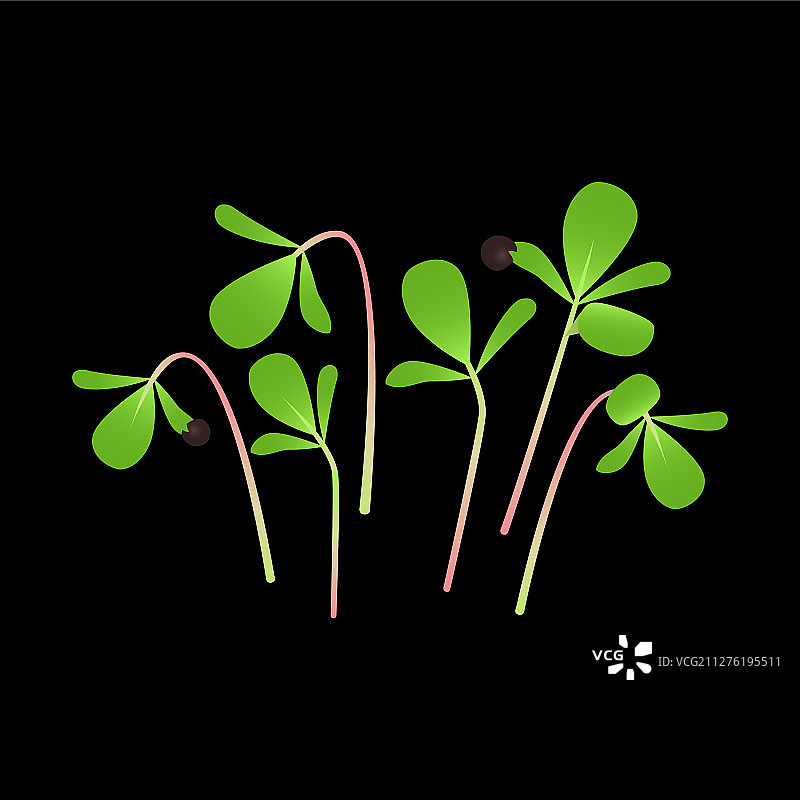 黑色马齿苋微型蔬菜图片素材