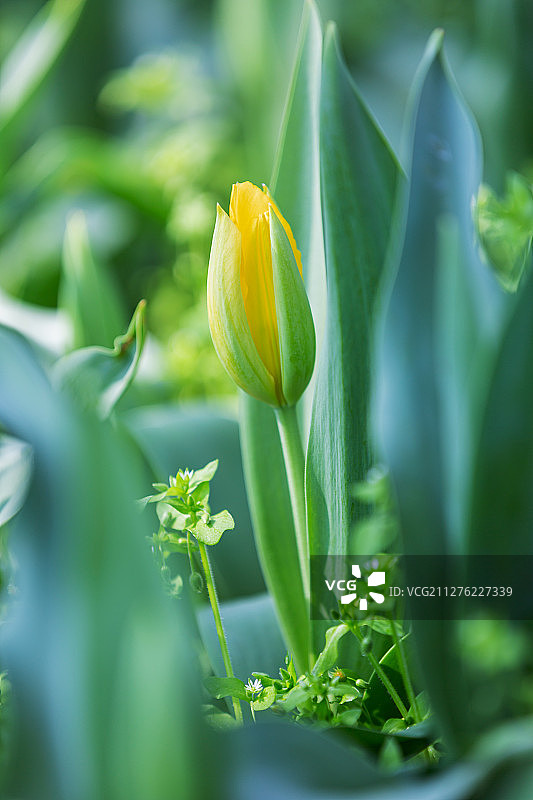 江苏无锡梅园风景区郁金香花图片素材
