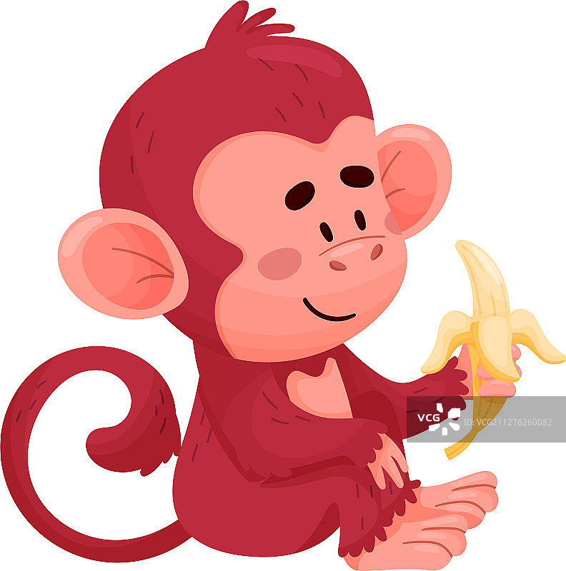 吃香蕉的有趣小红猴图片素材