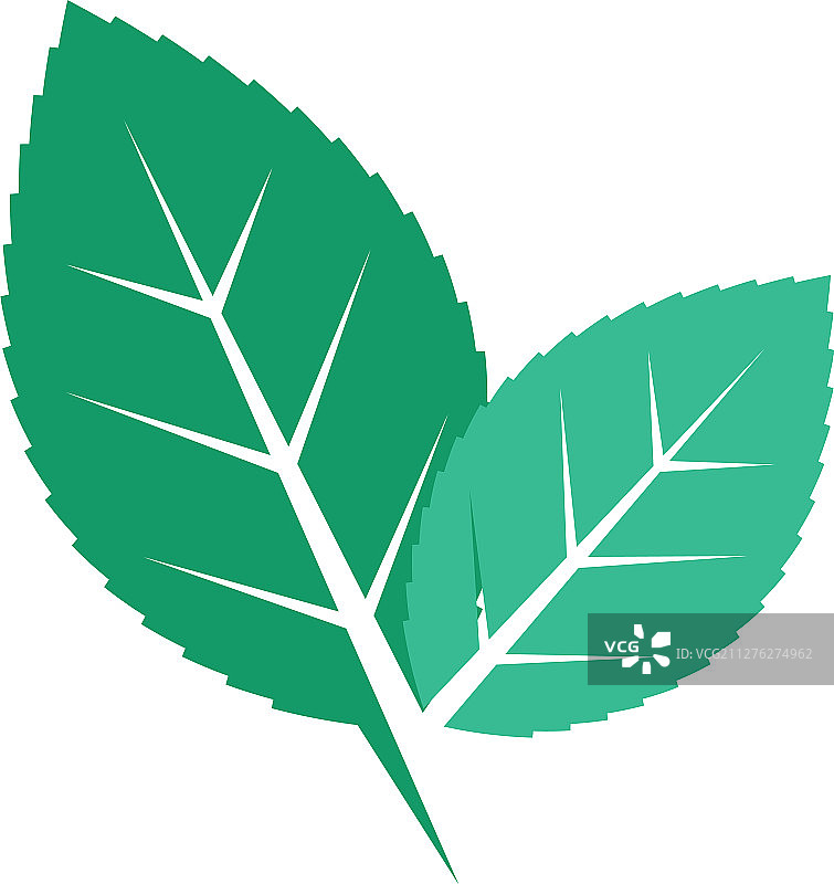 薄荷叶模板图片素材