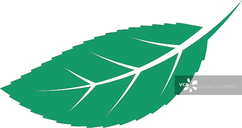 薄荷叶模板图片素材