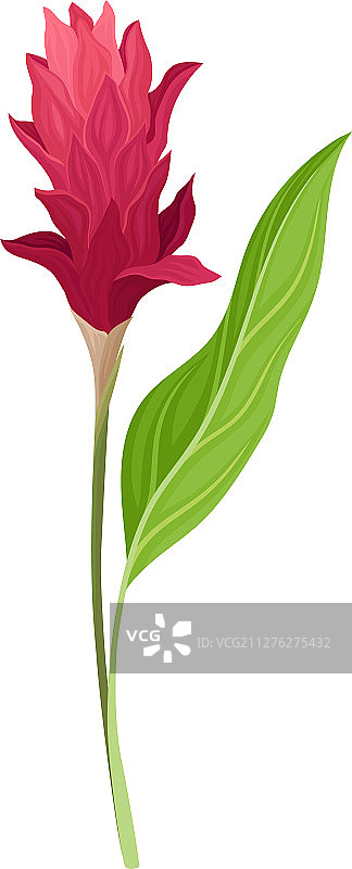 美丽的姜科植物深红色花朵图片素材