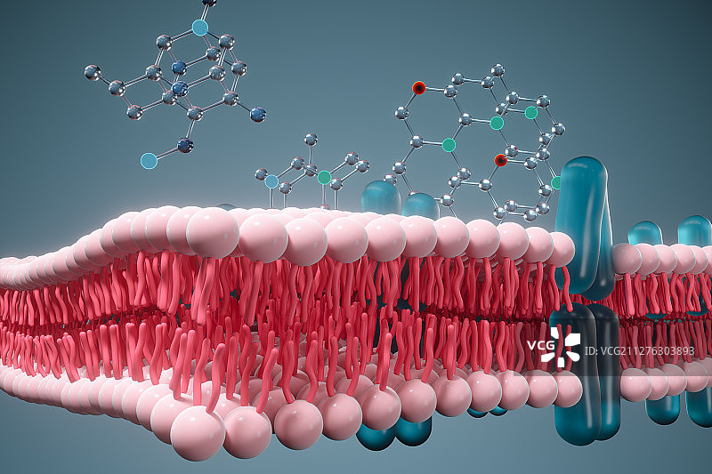 细胞膜磷脂双分子层与化学分子 三维渲染图片素材