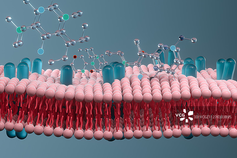 细胞膜磷脂双分子层与化学分子 三维渲染图片素材