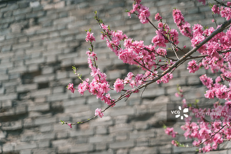 荆州古城桃花图片素材