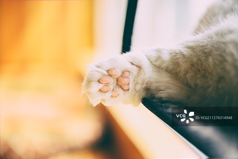 小猫的爪子图片素材