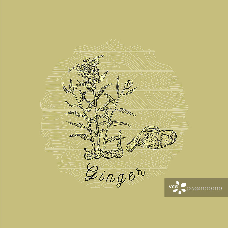 木质背景上的姜树和姜根徽章图片素材