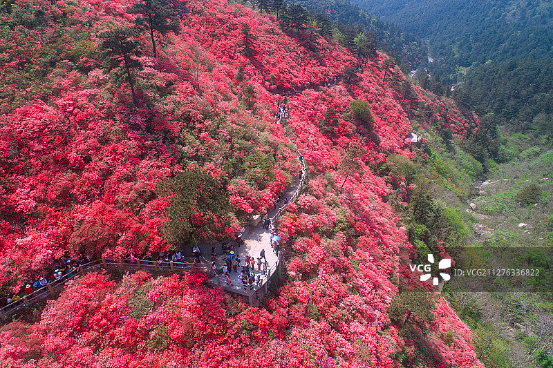 杜鹃花海图片素材