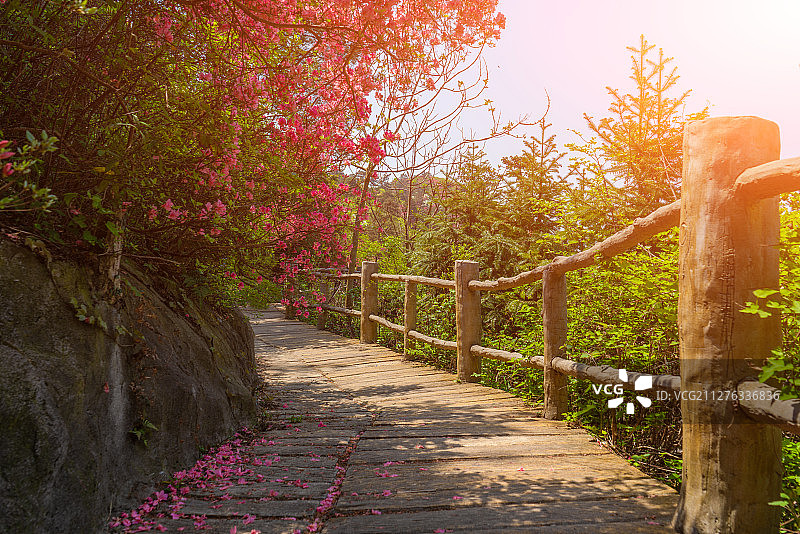 杜鹃花海图片素材
