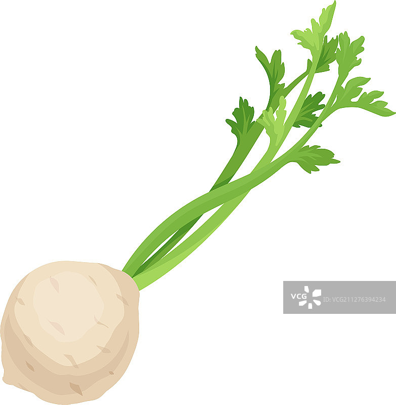 带有长纤维茎的白色球茎图片素材