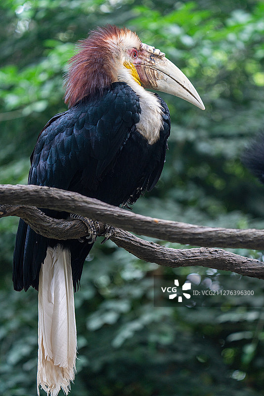 丛林里树枝上的花冠皱盔犀鸟图片素材