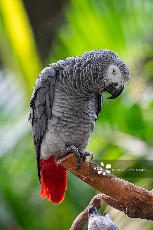 丛林里树枝上的非洲灰鹦鹉图片素材