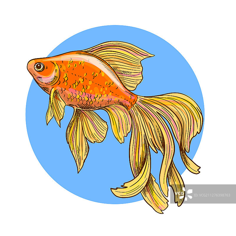 蓝色圆形背景上的闪亮金鱼图片素材