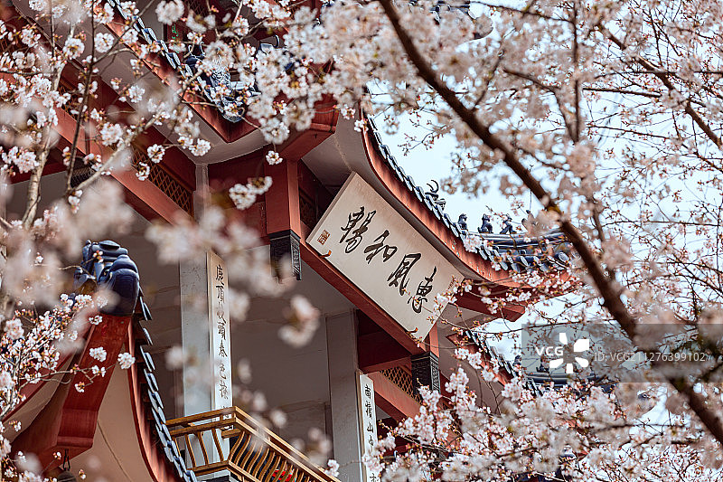 江苏无锡太湖鼋头渚风景区樱花谷樱花盛开图片素材