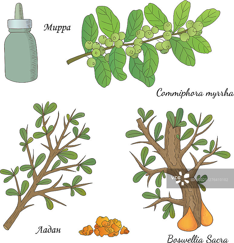 拉丹和没药-02图片素材