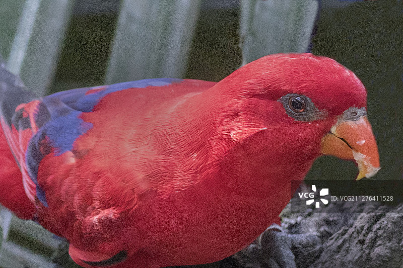 红鹦鹉特写图片素材