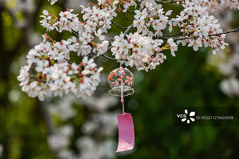 江苏无锡市太湖鼋头渚风景区樱花图片素材