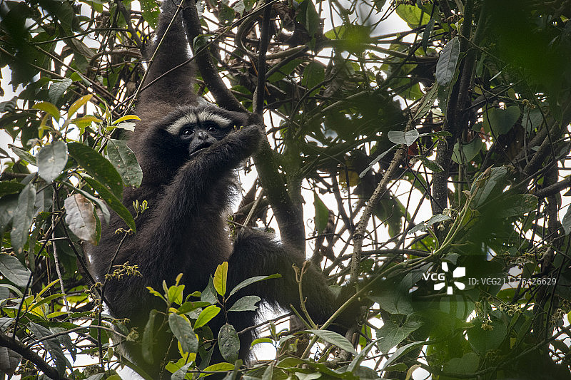 中国境内的天行长臂猿图片素材