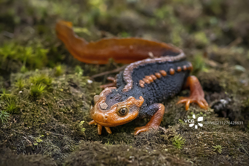 中国的东方蝾螈图片素材