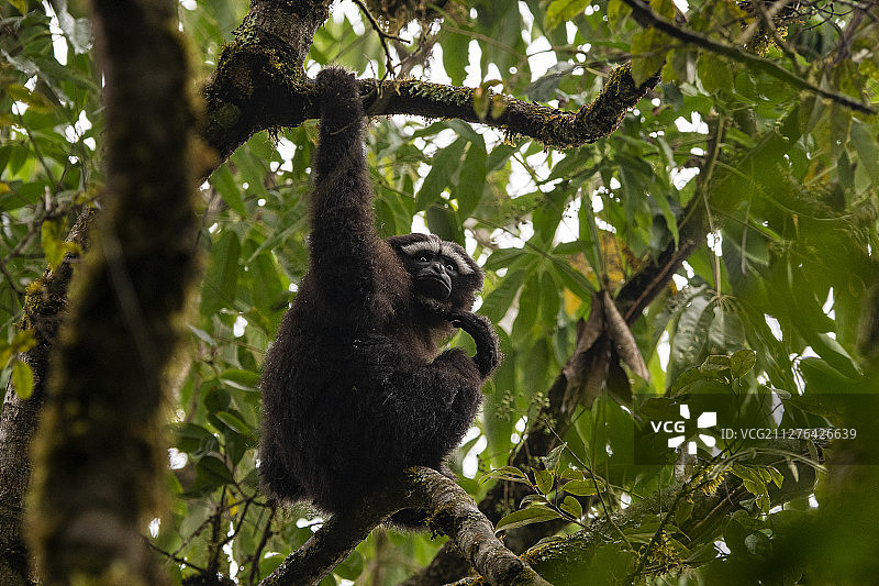 中国境内的天行长臂猿图片素材