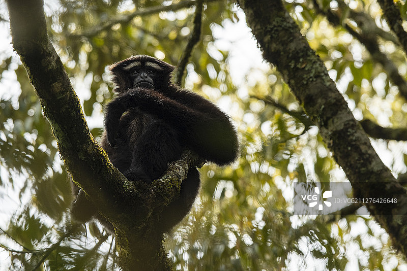 中国境内的天行长臂猿图片素材