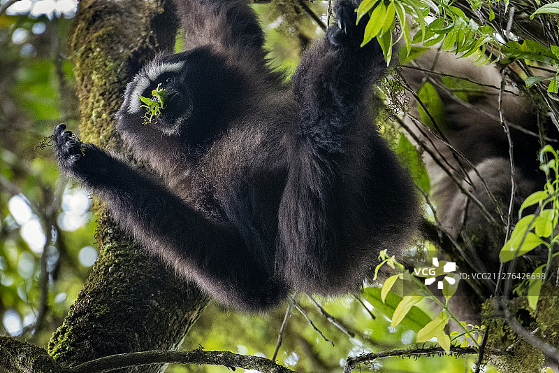 中国境内的天行长臂猿图片素材