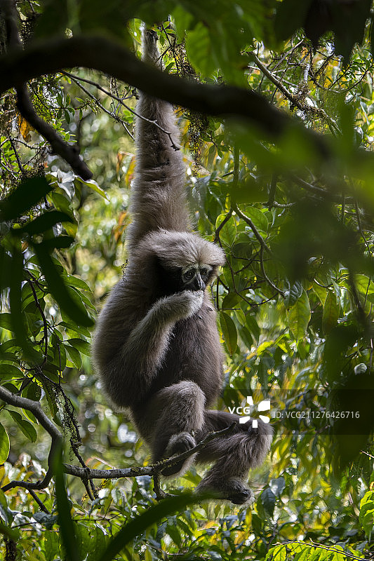 中国境内的天行长臂猿图片素材
