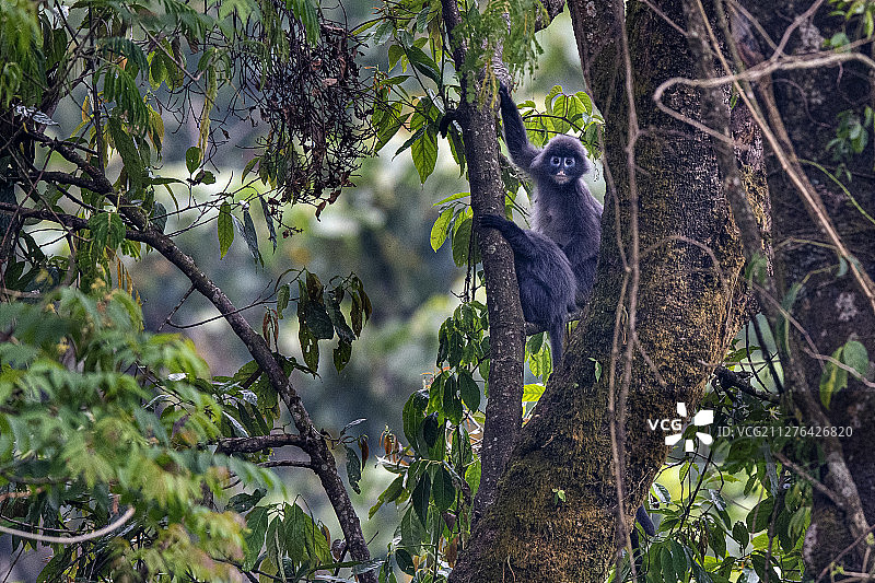 菲氏叶猴，中国图片素材