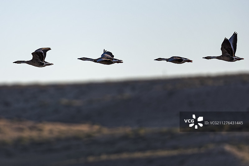 中国内蒙古的鸿雁图片素材