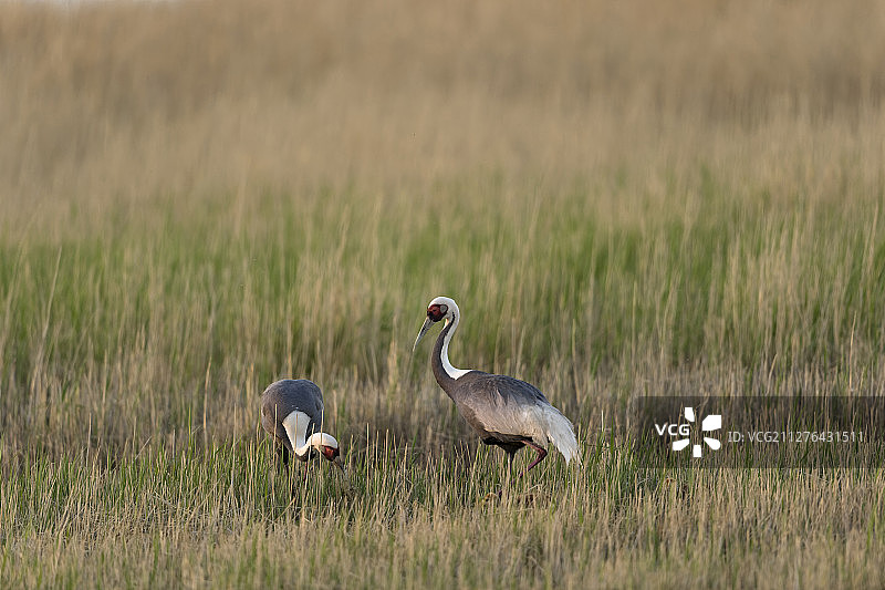 白枕鹤，内蒙古中部，中国图片素材