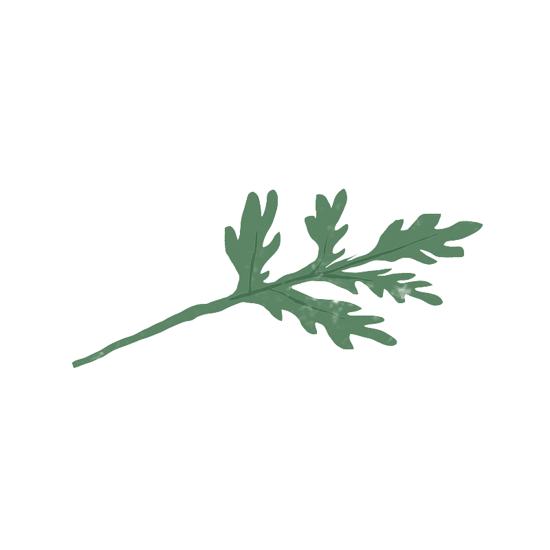 清明节 吃青团图片素材