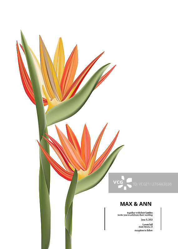 鸟类天堂图案的现代3D图形卡设计图片素材