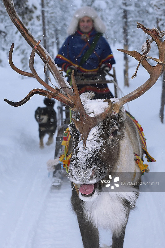 与努蒂萨米西达的所有者和经营者尼尔斯-托比约恩·努蒂一起驯鹿雪橇图片素材