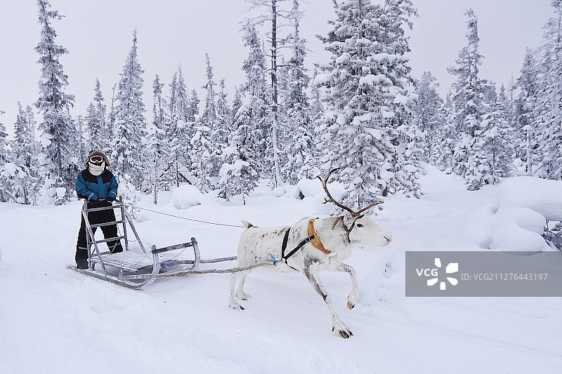 在驯鹿小屋与萨米驯鹿牧民一起体验驯鹿雪橇之旅图片素材