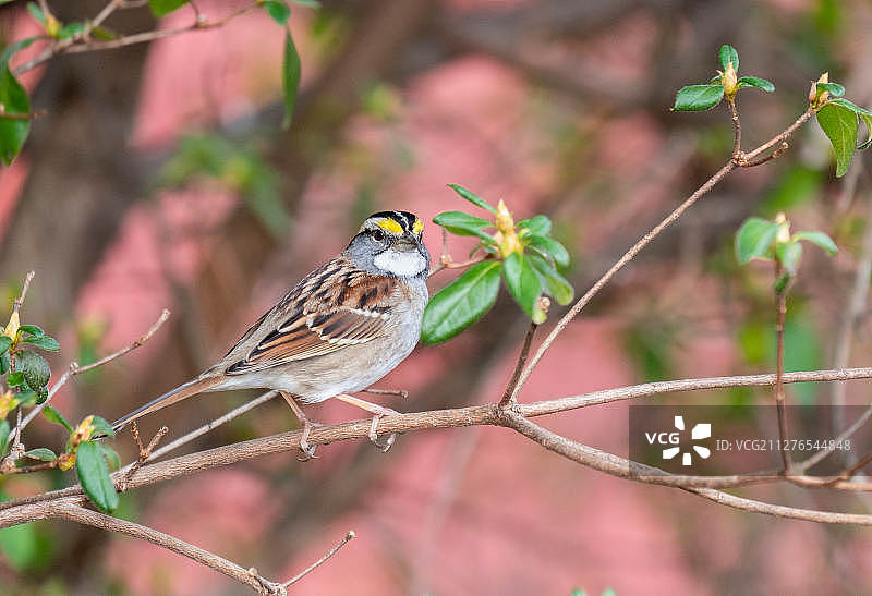 White-throated麻雀图片素材