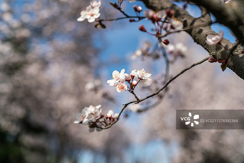 春天公园的紫叶李图片素材