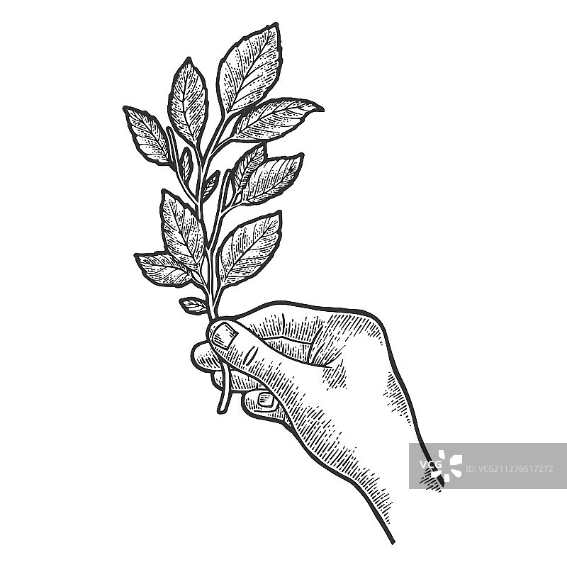 茶叶植物枝条素描雕刻图片素材