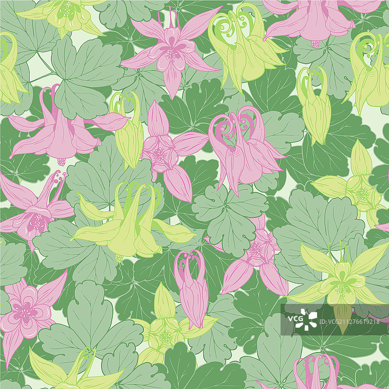 耧斗菜图片素材