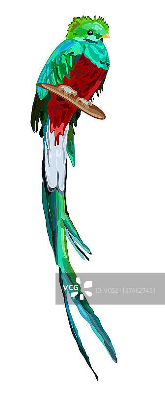 绿色热带鸟类辉煌的格查尔鸟图片素材