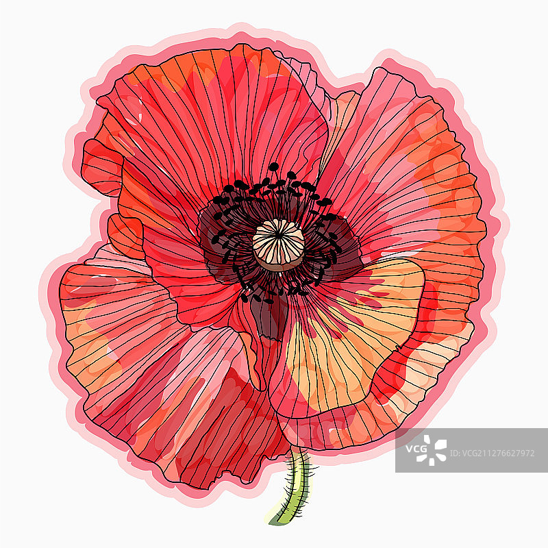 墨水铅笔水彩罂粟花手绘草图图片素材