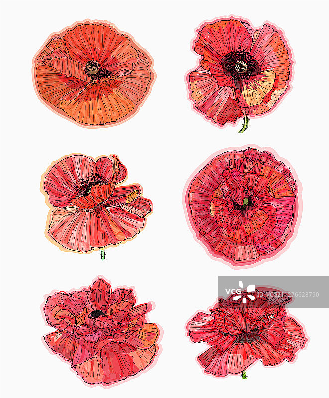 墨水铅笔水彩罂粟花手绘草图图片素材