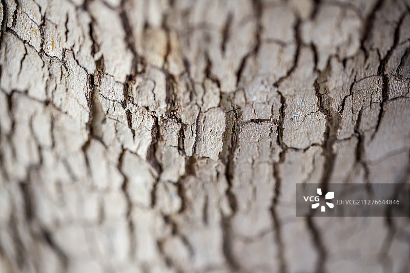 树皮纹理图案图片素材